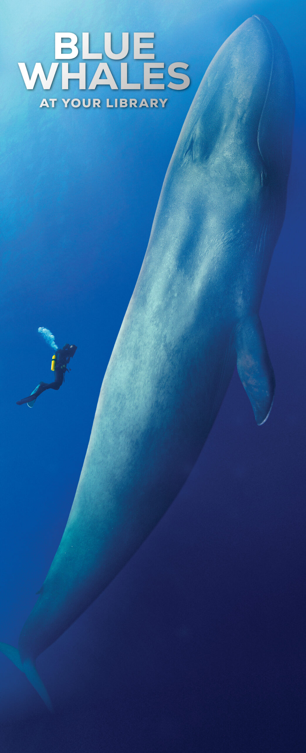 Blue whale swimming by with a scuba diver next to it.