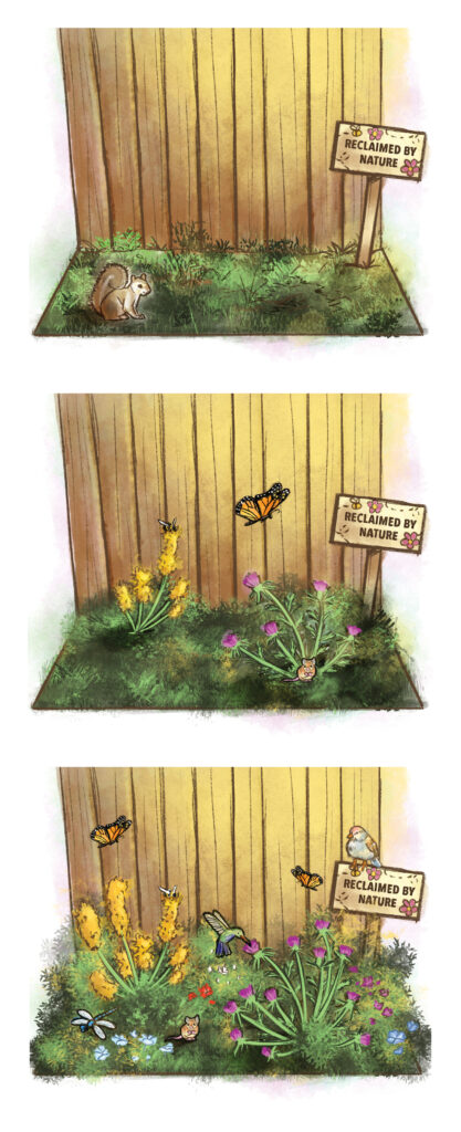 Illustrations of the progression of a small plot of yard being reclaimed by nature.