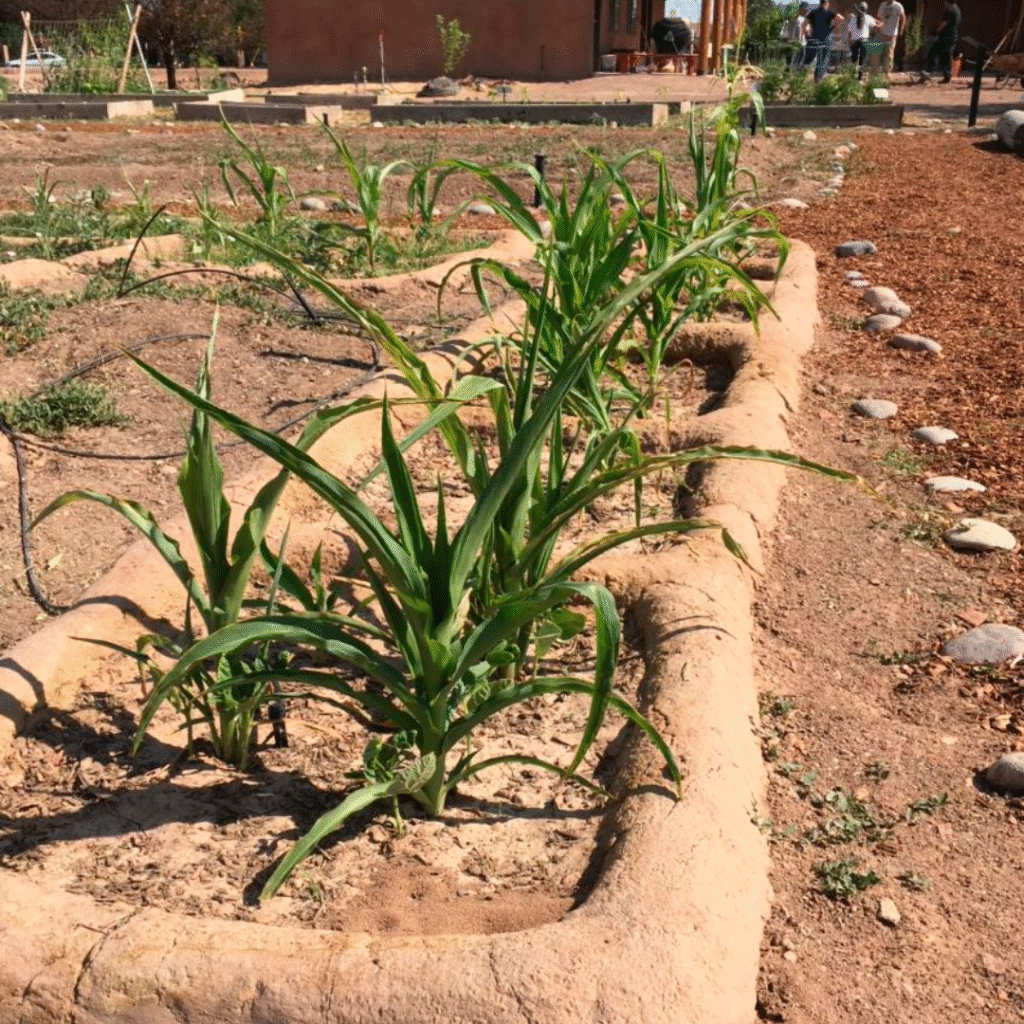 Waffle garden with plants growing