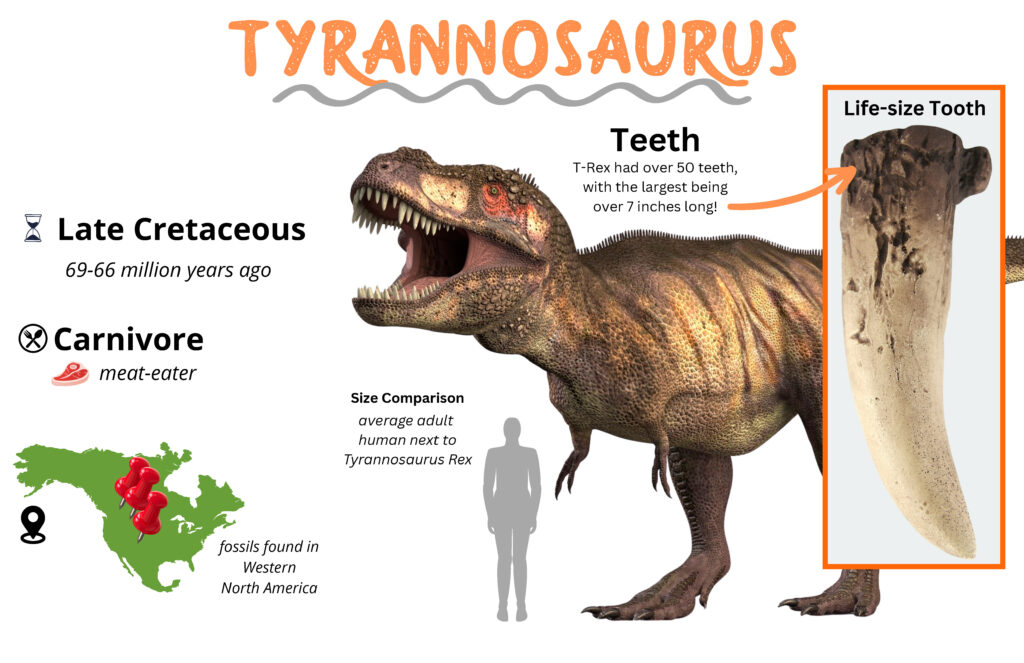 Tyrannosaurus size comparison to human and where fossils have been found.