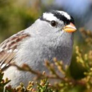 Profile photo of Katherine McAlister